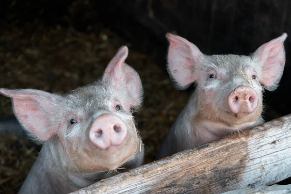 Nahaufnahme Eines Jungen Schweins Auf Einem Bauernhof — Stockfoto