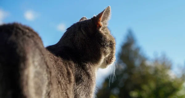 Ung Svart Och Vit Katt Gård — Stockfoto