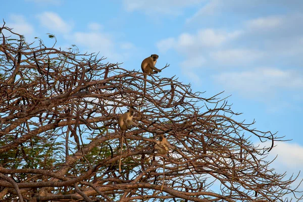 鳥が木の枝に座り — ストック写真