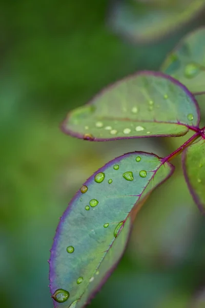 Wassertropfen Auf Dem Blatt — Stockfoto