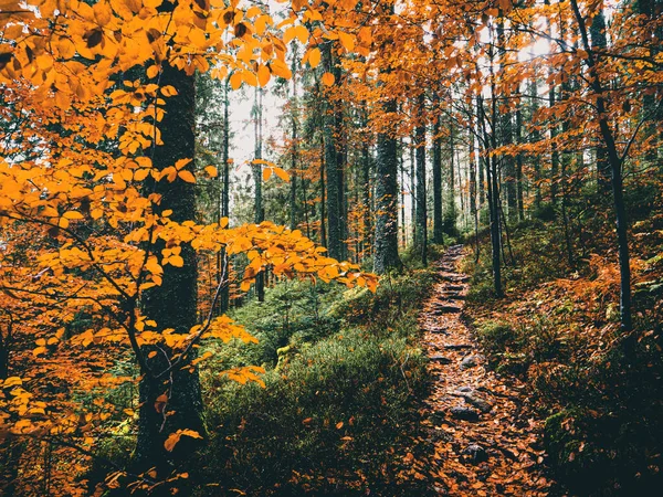 Őszi Erdő Sárga Levelekkel Fákkal — Stock Fotó