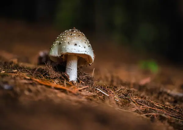 Gros Plan Champignon Dans Forêt — Photo