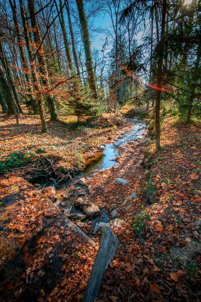 山の中の道のある美しい秋の森 — ストック写真