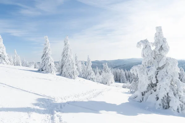 Wunderschöne Winterlandschaft Mit Schneebedeckten Bäumen — Stockfoto