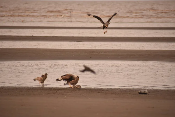 Flock Birds Sand — стоковое фото