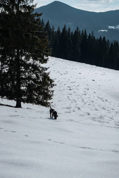 Прекрасный Вид Снежный Лес Собаку — стоковое фото