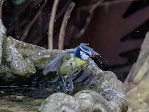 Gros Plan Oiseau Mignon — Photo