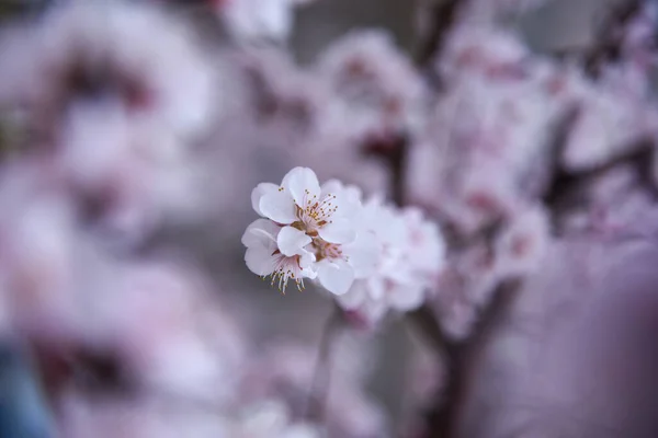 Belles Fleurs Poussant Dans Jardin — Photo