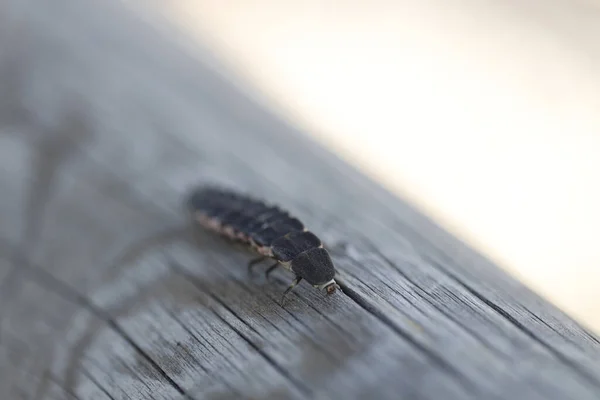 Böceğe Yakın Seçici Odaklanma — Stok fotoğraf