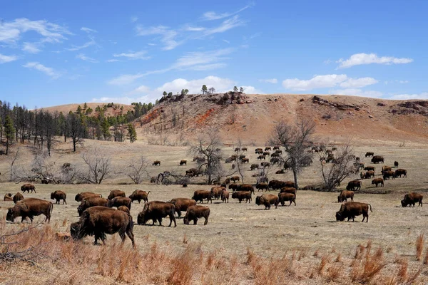 Uma Manada Touros Selvagens Savana Kenya — Fotografia de Stock