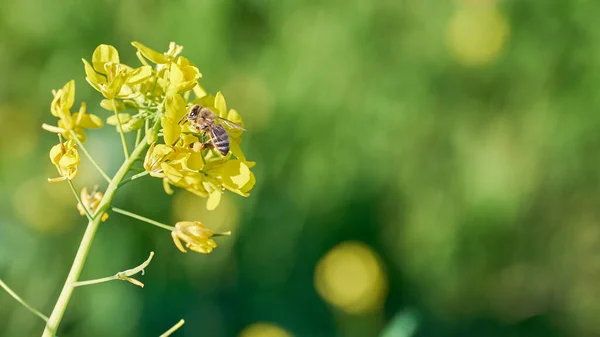 Fleurs Jaunes Sur Fond Vert — Photo