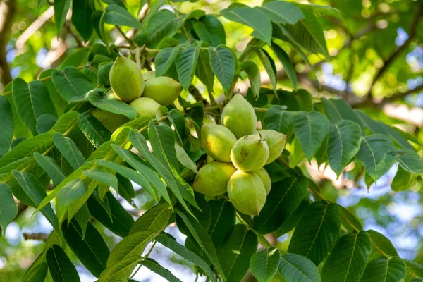 Maçãs Verdes Uma Árvore — Fotografia de Stock