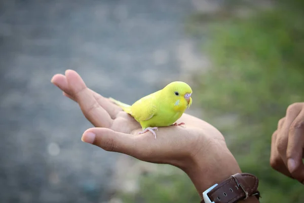 Рука Тримає Зеленого Птаха — стокове фото