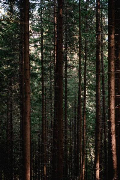 Зелений Ліс Соснові Дерева Лісі — стокове фото