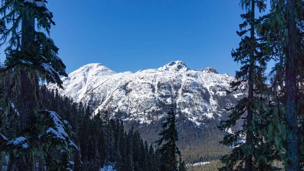 雪に覆われた木々の美しい風景 — ストック写真