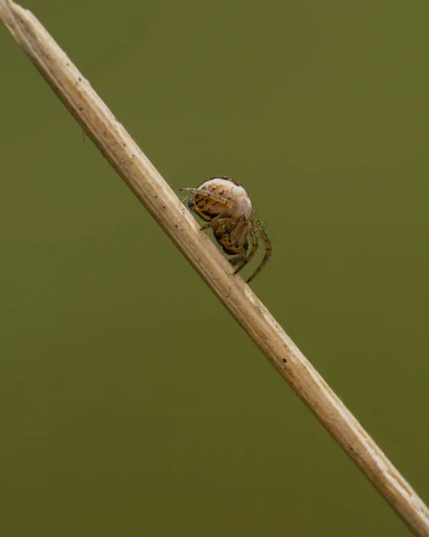 Closeup Spider Garden — Stock Photo, Image