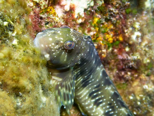 美しい熱帯魚の近くで — ストック写真