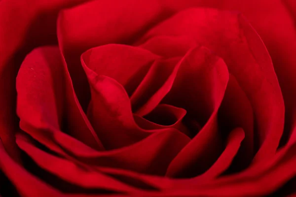 Zblízka Okvětních Lístků Červené Růže — Stock fotografie