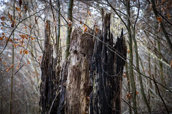 Svislý Záběr Pařezu Stromu Lese — Stock fotografie