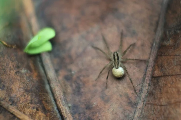 Close Insect Selective Focus — Stock Photo, Image