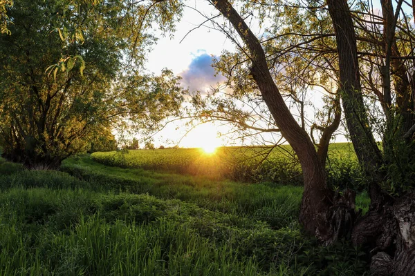 森林里美丽的落日 — 图库照片