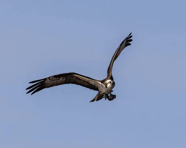 Uma Águia Careca Voando Céu — Fotografia de Stock