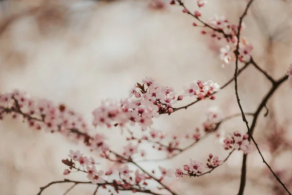 Beautiful Pink Flowers Garden — Stock Photo, Image