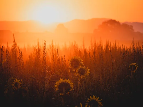 日落的美丽景色 田里的向日葵 — 图库照片