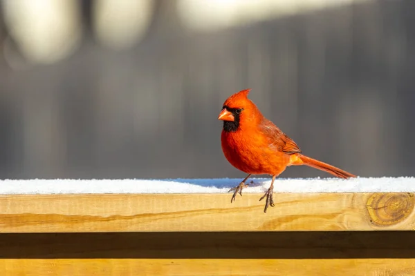 Primo Piano Uccello Rosso Parco — Foto Stock