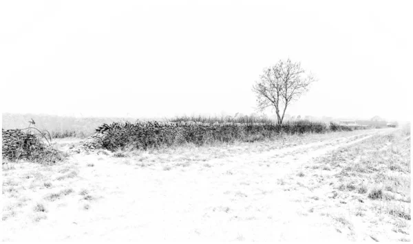 Piękny Krajobraz Drzewami Śniegiem — Zdjęcie stockowe