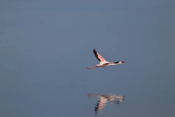 Beautiful Pink Flamingo Flying Water — стоковое фото