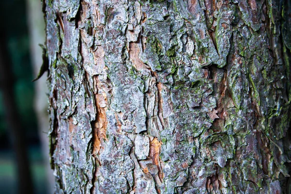 Starý Strom Kůra Textura Pozadí — Stock fotografie