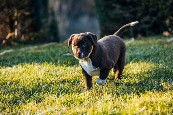 Cão Parque — Fotografia de Stock