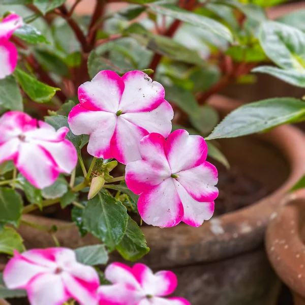 庭のピンクの花 — ストック写真