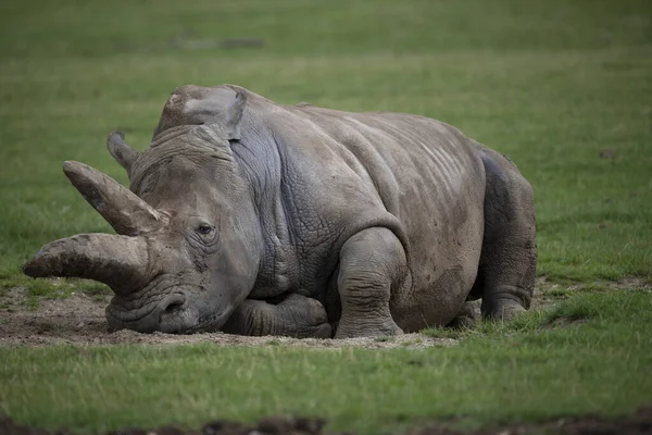 Nahaufnahme Eines Nashorns Gras — Stockfoto