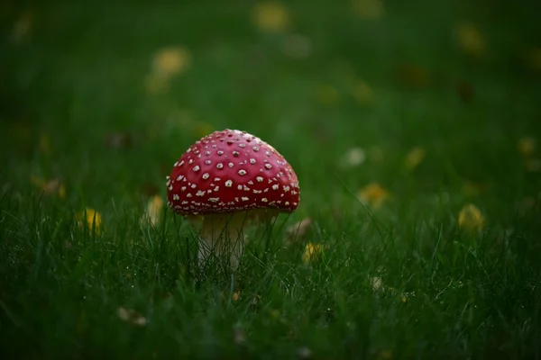 在森林里放飞无菌蘑菇 — 图库照片