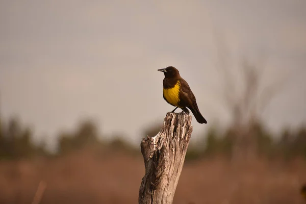Pájaro Está Sentado Una Rama Árbol Sobre Fondo Natural —  Fotos de Stock