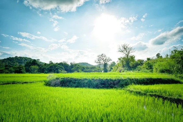 Zielone Pole Ryżowe Tajlandii — Zdjęcie stockowe