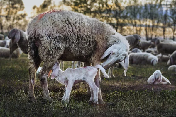 Ovce Pastvině — Stock fotografie