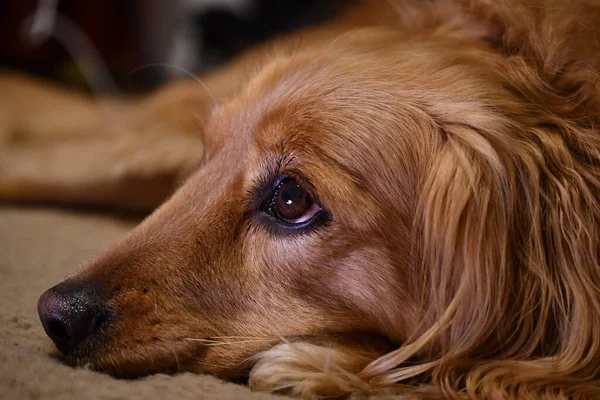 Primo Piano Cane Che Trova Letto — Foto Stock