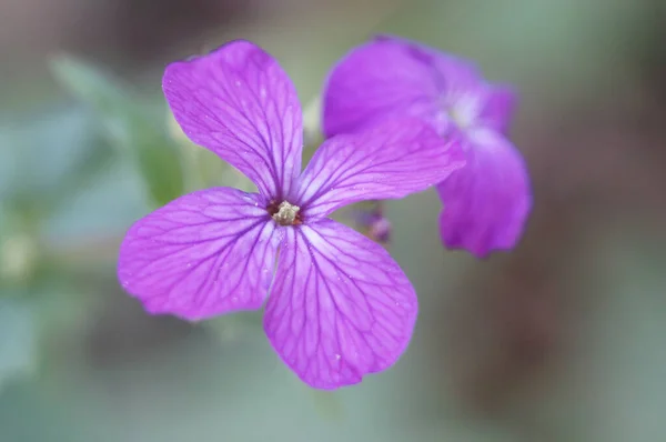 Hermosa Flor Púrpura Jardín —  Fotos de Stock