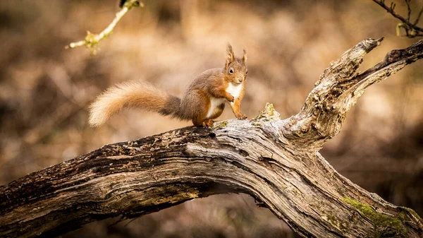 Red Squirrel Forest — Stock Photo, Image