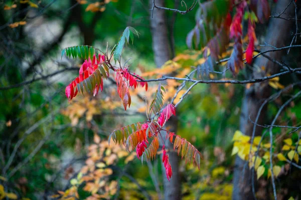 Herbst Blätter Herbst Jahreszeit Flora — Stockfoto