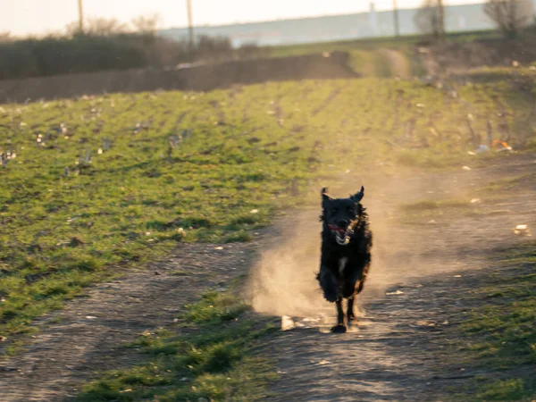 Hund Som Springer Vägen — Stockfoto