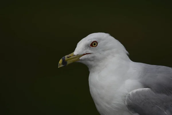Белая Птица Море — стоковое фото