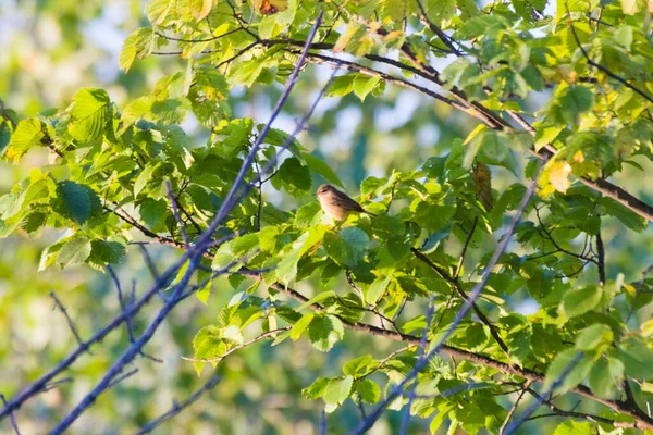 Vacker Fågelbild Naturlig Miljö — Stockfoto