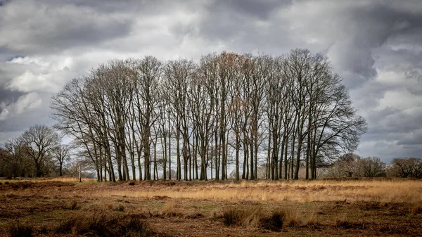 Vackert Landskap Med Träd Och Moln — Stockfoto