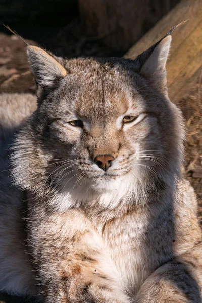 Primer Plano Hermoso Gato — Foto de Stock