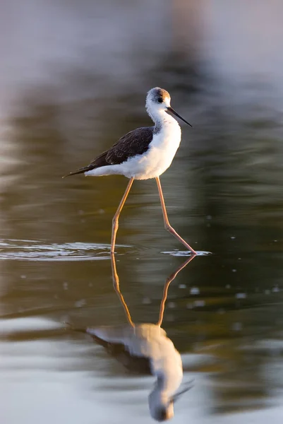 Belo Pássaro Água — Fotografia de Stock