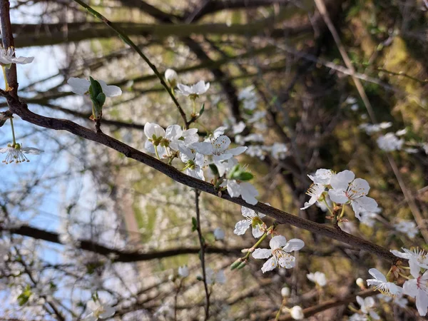 庭で育つ美しい花は — ストック写真